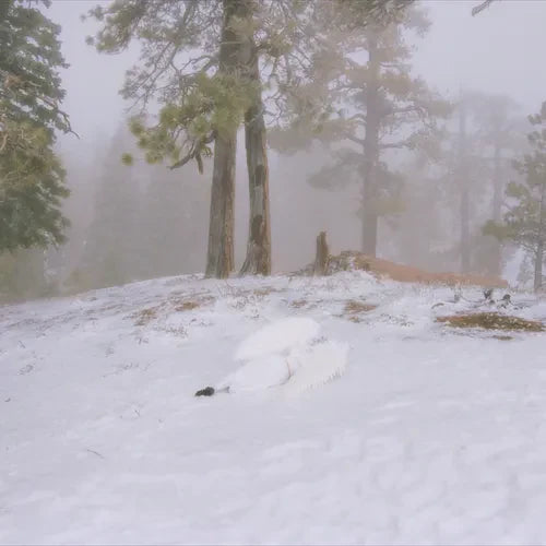 Wisp - Pandora (Milky Clear New Vinyl)